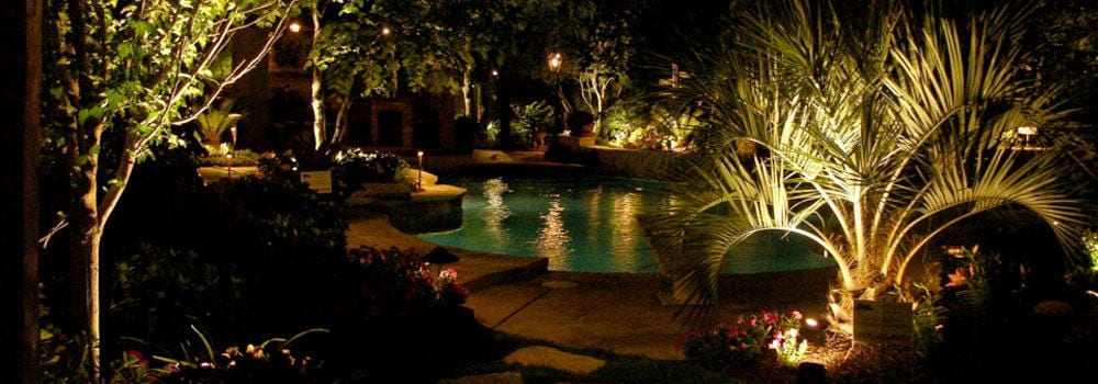 Palm tree in poolside garden