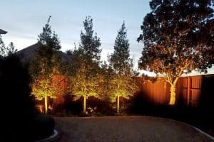Well-lit trees and fence in backyard at night