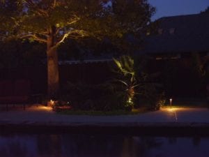 little palm tree lit up with outdoor lighting