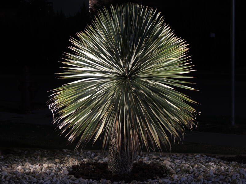 small palm being lit up with outdoor lighting