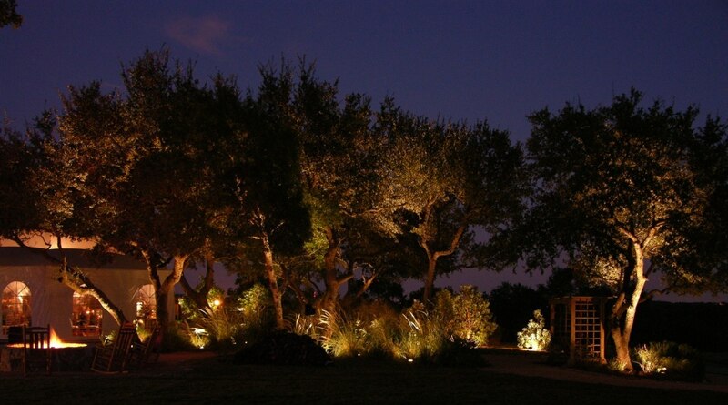 many tall trees being lit up by landscape lighting